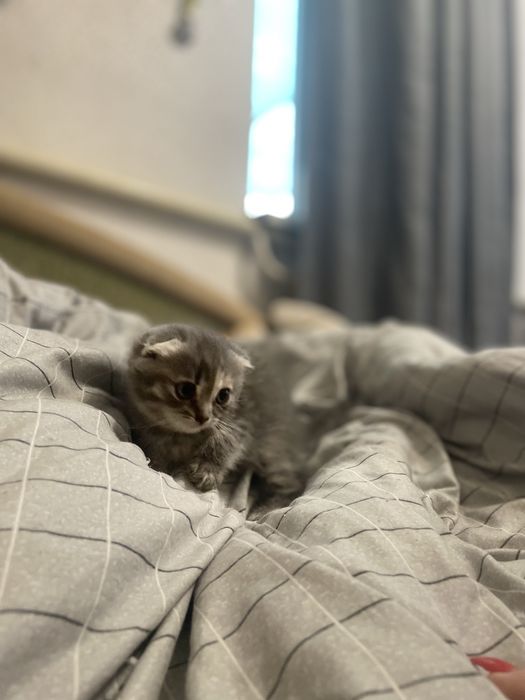 Веслоухие котята,Срочно продаю иза выезда за границу