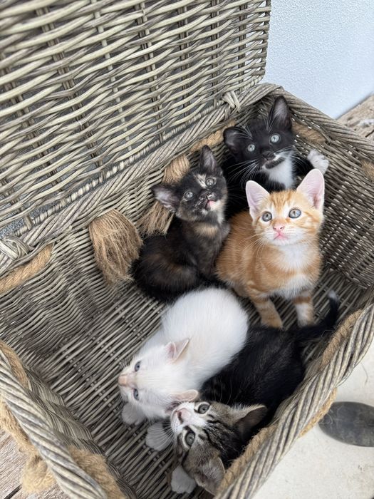 Gatinhos para Adoção