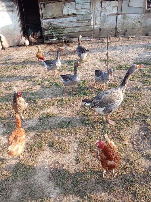 3 Gansos Caseiros/Campestres Saudáveis – Vale de Cambra