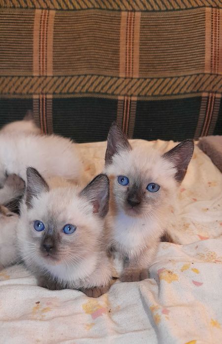 Сиамские котята. Сиамский котёнок. Сіамські кошеня