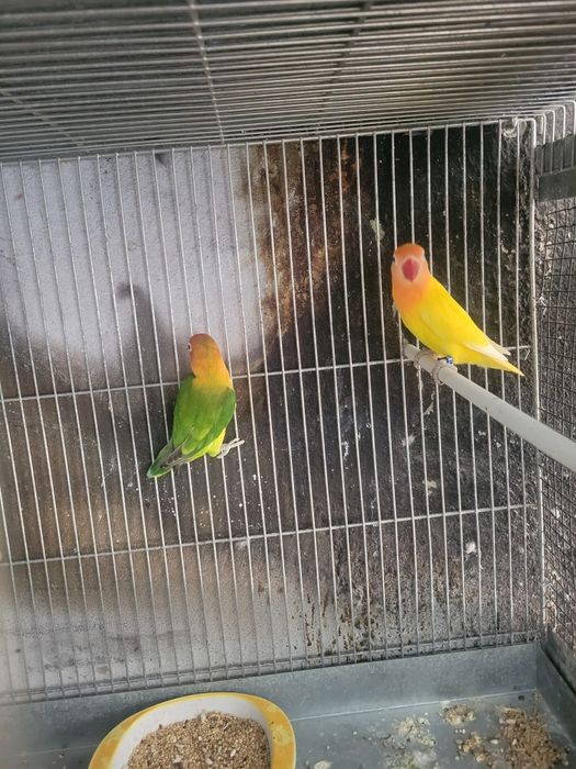 Vários casais de Agapórnis disponíveis