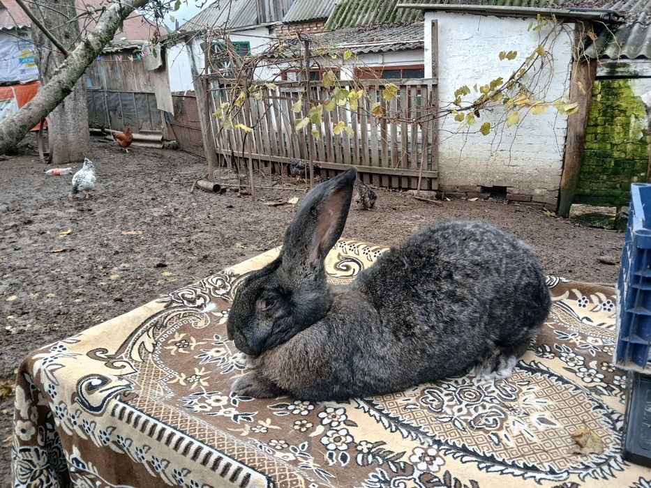 Продам бельгійський велетень