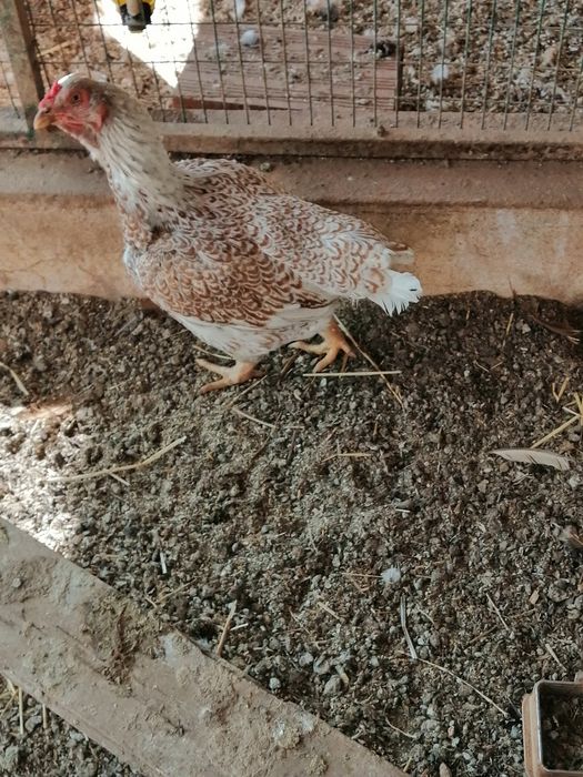 Ovos cornish e casais a partir de 5 meses