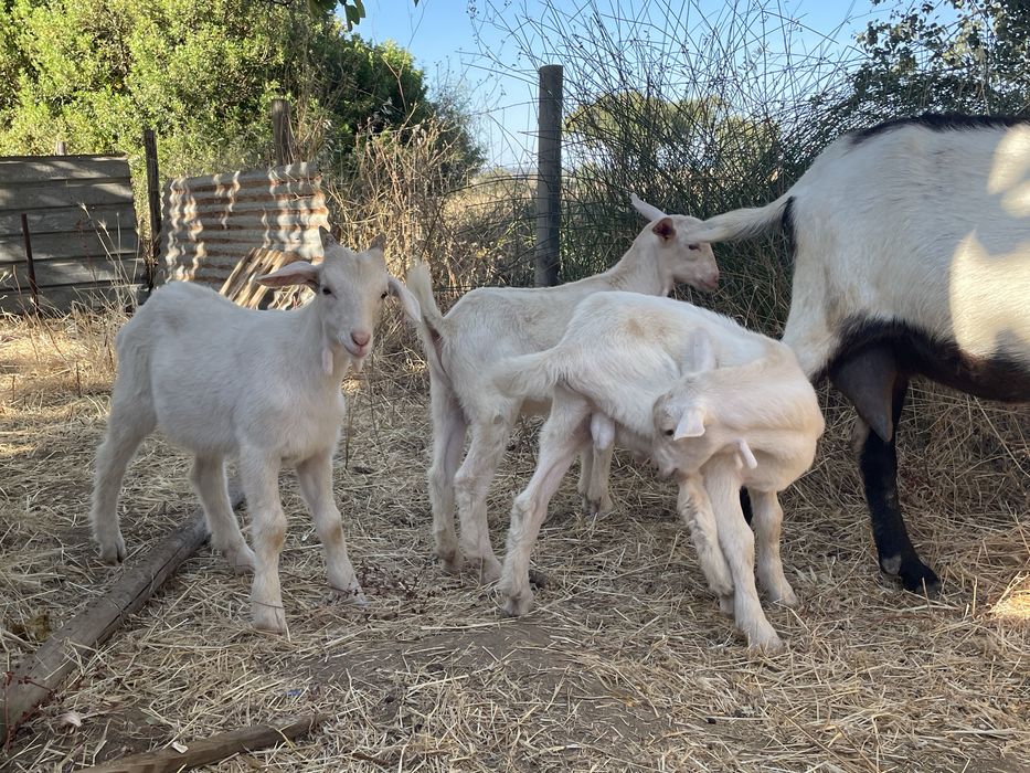 Borrego\Chibos para criar ou consumo