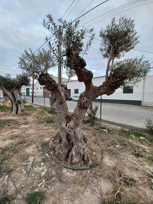 Oliveira Centenária Bonsai »»» must-have for landscape architecture!