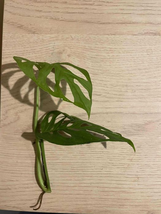 Monstera Adansonii