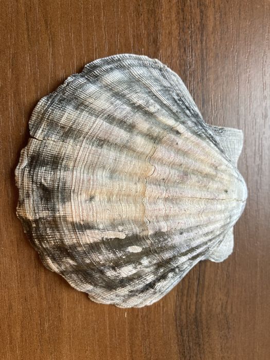 Ракушки морские в аквариум