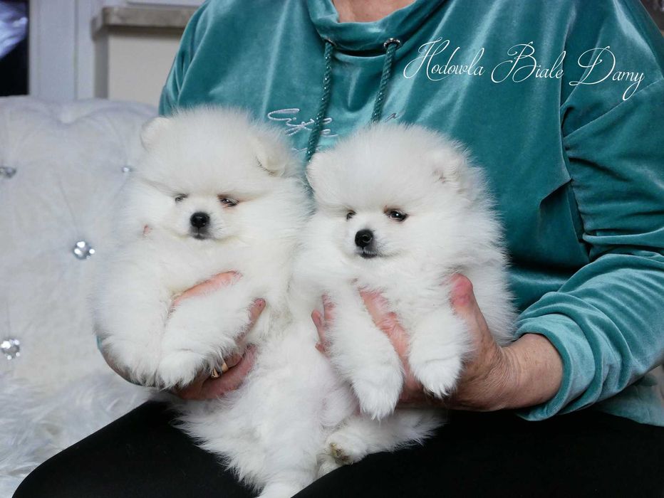 Szpic miniaturowy Samiec piesek Amant