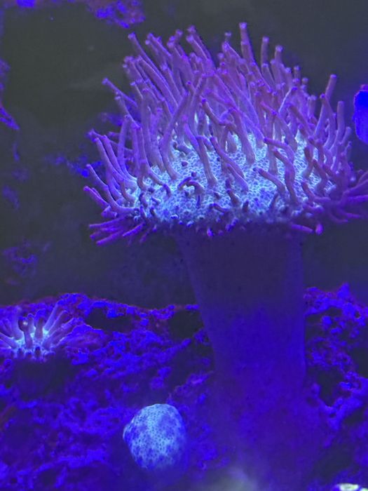 Corais Moles Faceis Zoanthus