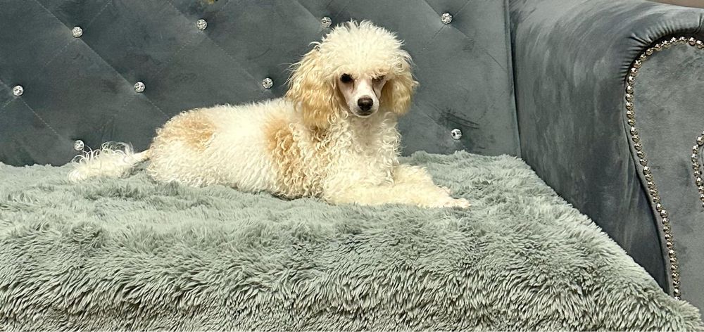 Pudel toy wielobarwny sunia