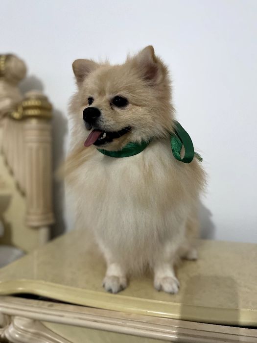 Померанські шпіци — Пухнасті принци хочуть до вас