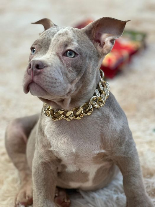 Американський буллі