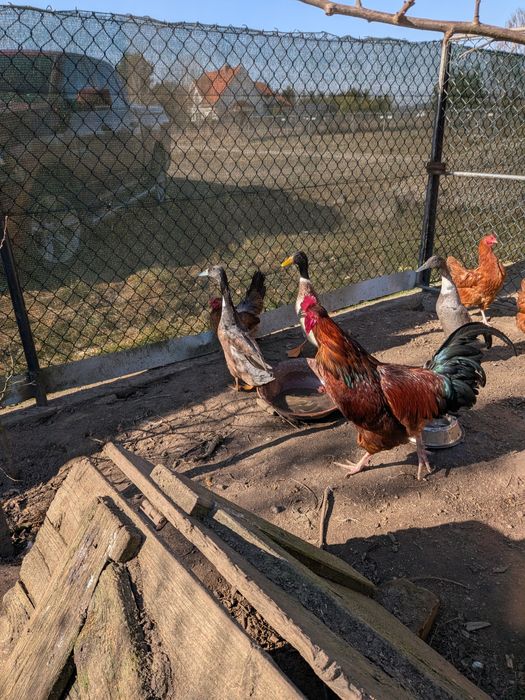 Biegusy indyjskie - kaczor