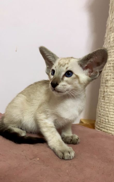 Орієнтальне кошеня