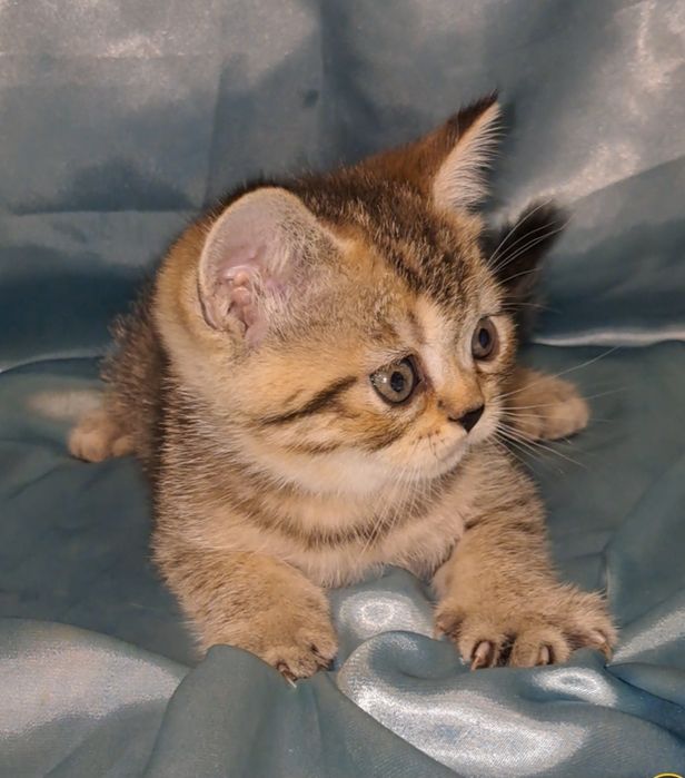 Шотландский котик табби