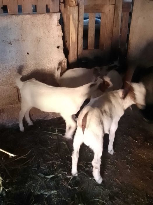 Vendo cabritos boer com florido com 3 meses