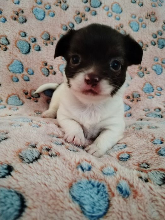 Macho Chihuahua chocolate e branco  pêlo comprido