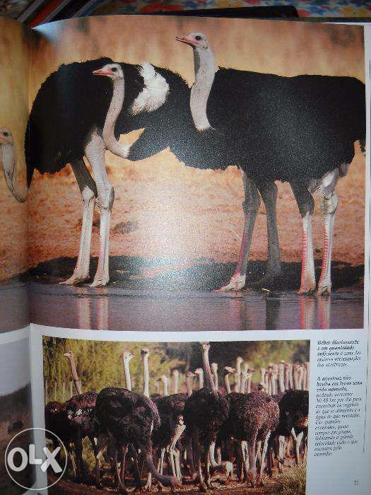 Livro Vida Selvagem - Animais da Savana