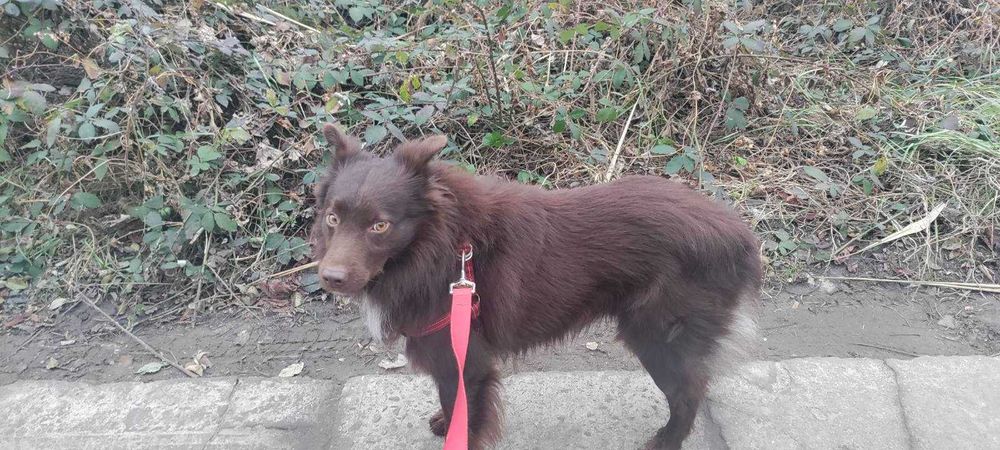 Молодой пёсик в хорошие руки