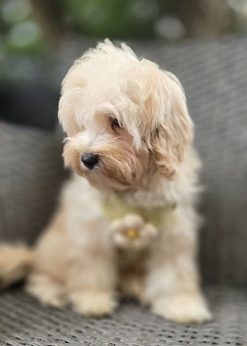 Maltipoo / chłopczyk