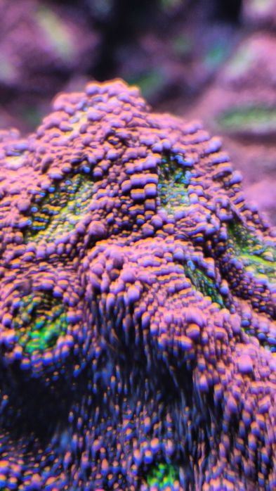 Echinophyllia Kelk “Watermeloen”