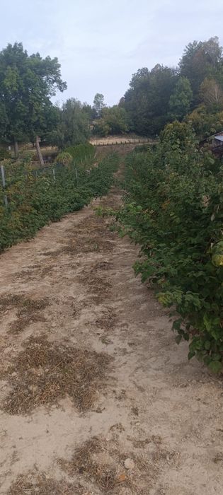 Sadzonki maliny Przechyba