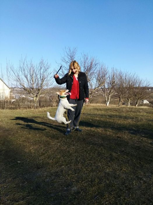 Вязка джек Рассел терьер Оринин, Камʼянець-Подільський район