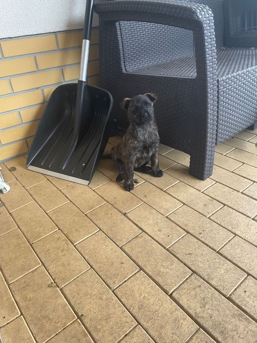 Kundelka oddam w dobre ręce