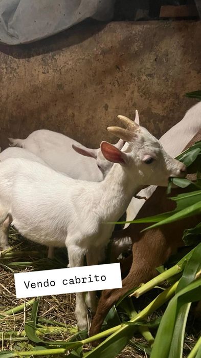 Vendo cabrito saneen