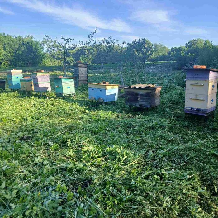 Продам пасіку с.Митченки Чернігівська область