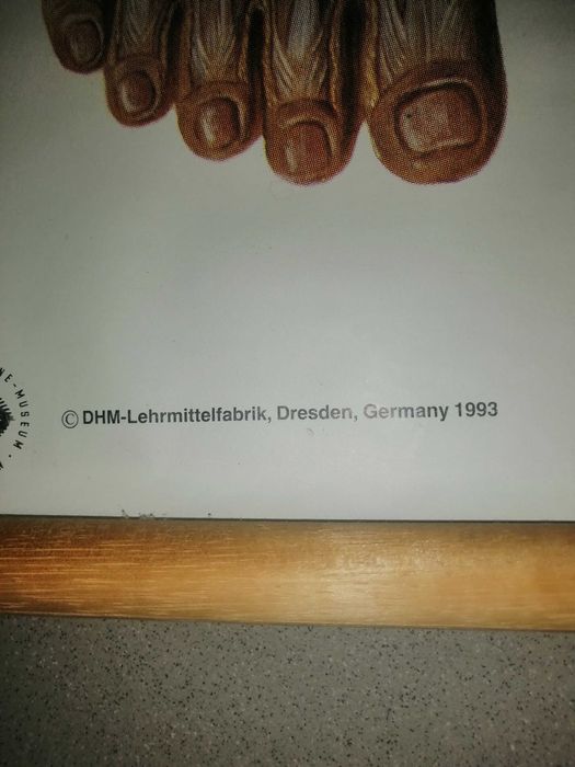 Mapa do corpo humano