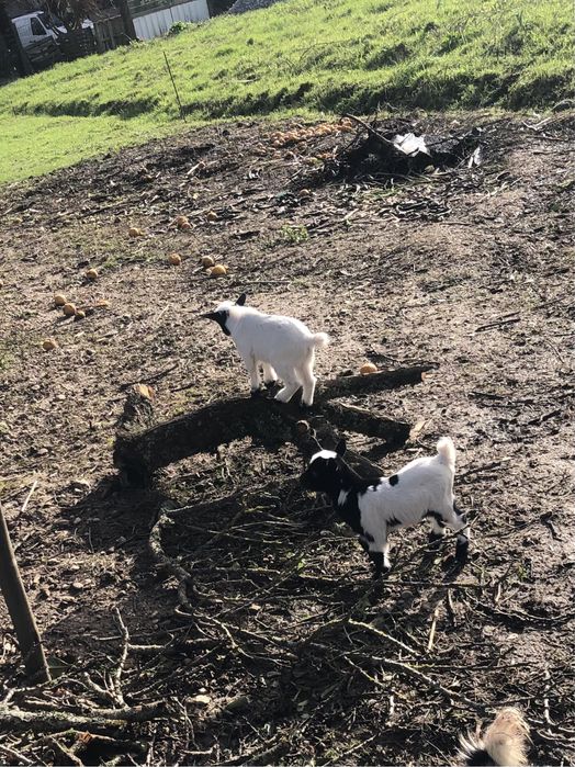 Vendo cabras anas