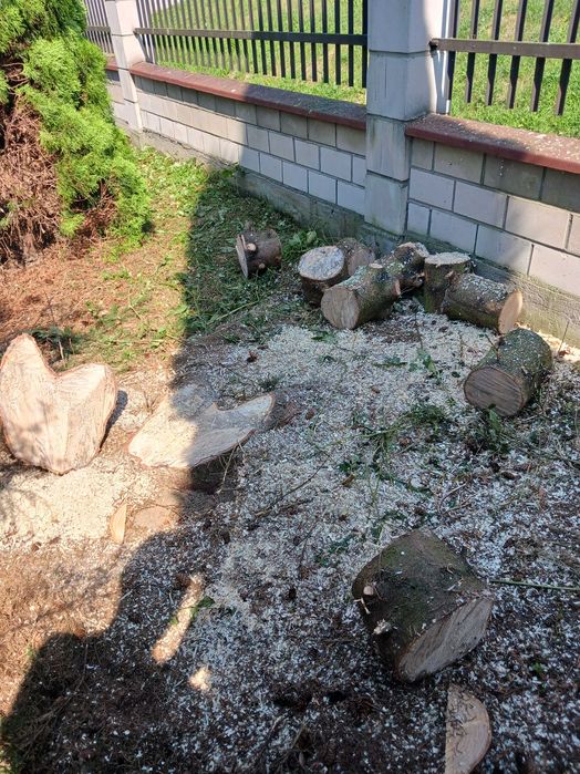 Wycinka drzew Usługi mielenie gałęzi Usługi Ogrodnicze