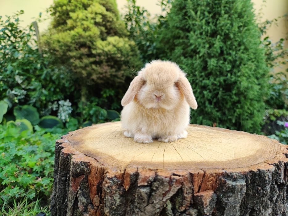 Urocze króliczki Mini Lop. Komplet szczepień. Wolne maluszki.