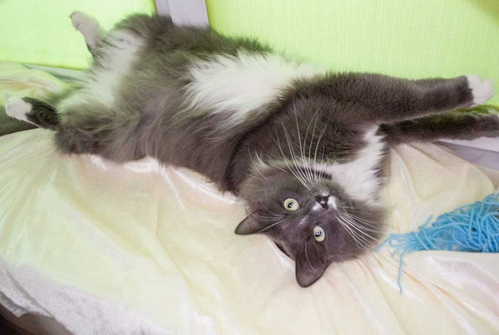 Срочно.бесплатно,шикарный котейка Тимоша,3 года!!