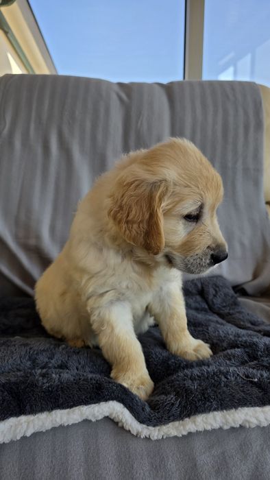 Golden Retriever Macho