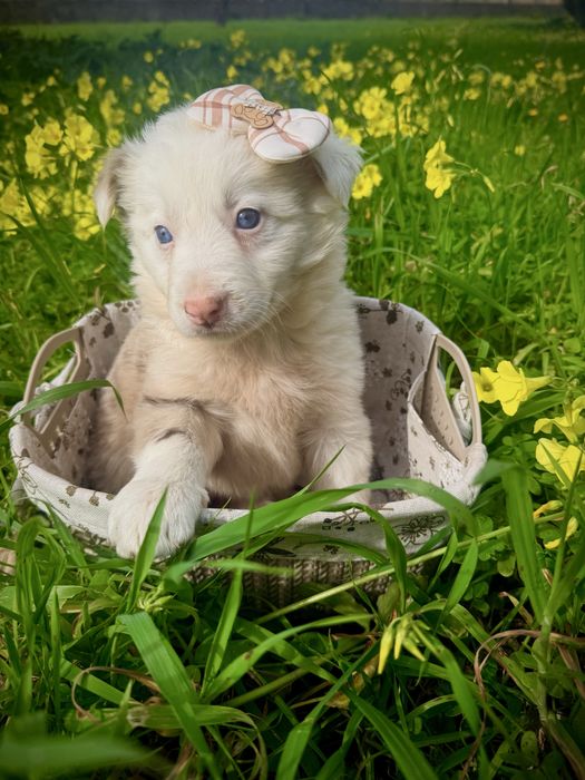 Menina border collie red merle olhos azuis