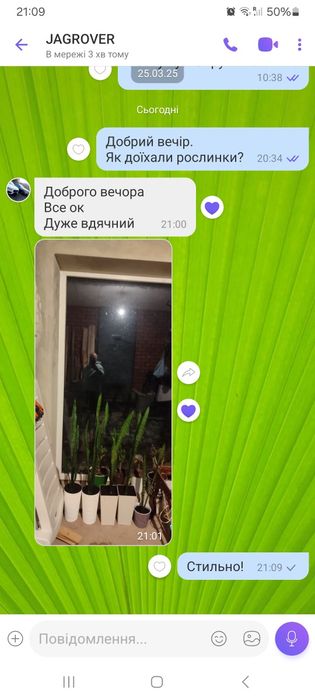 Вазон сансевієрія