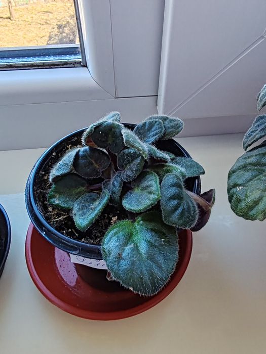 Фіалки.          .