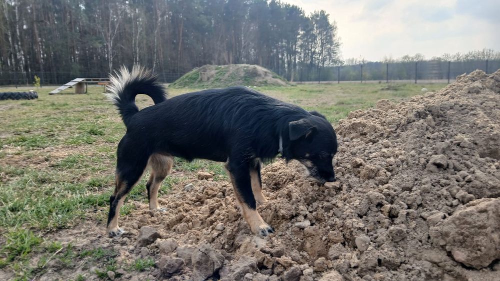 Młoda i energiczna sunia pragnie mieć swój dom