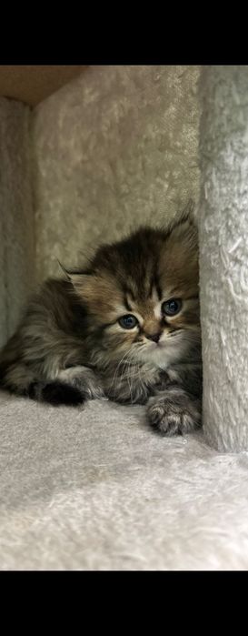 Gatinho Brittich