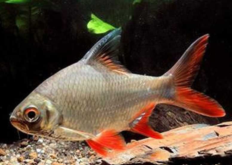 Brzanka Schwanenfelda - wielka - Barbonymus schwanefeldii - DOWOZIMY