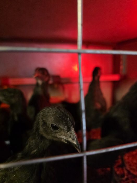 Курчата Аям цемані