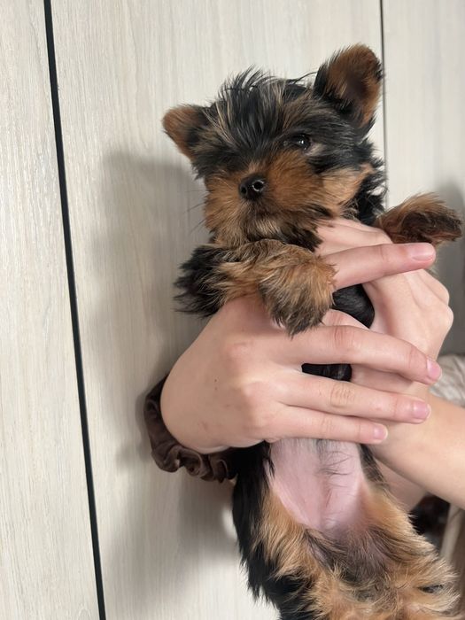 Малегький карапуз-йорочка,йорк