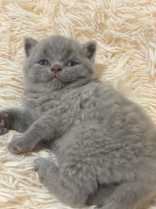 Британець(ліловий) хлопчик