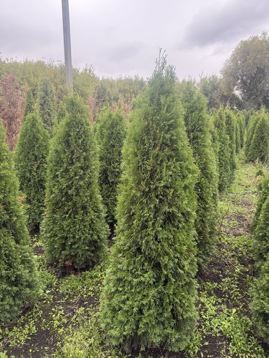 Продам туі смарагд брабант ялинкм , кулясті скальний можевельник