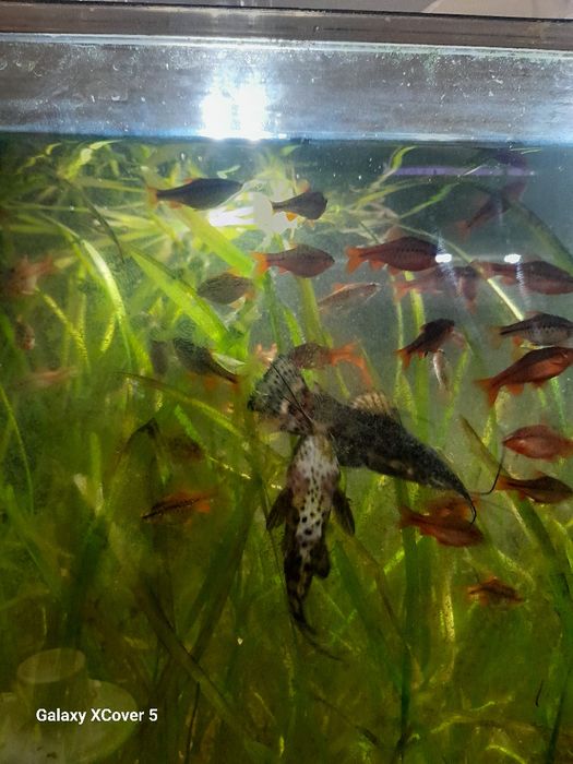 Brzana wysmukła (Titeya)