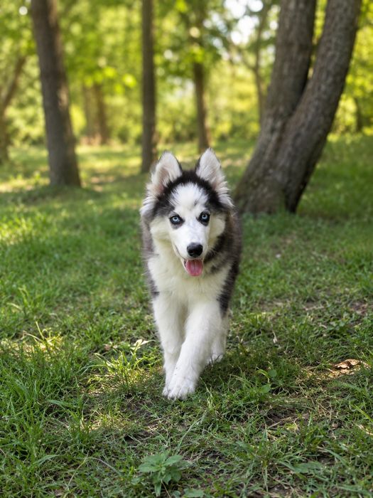 Piekny piesek Siberian Husky