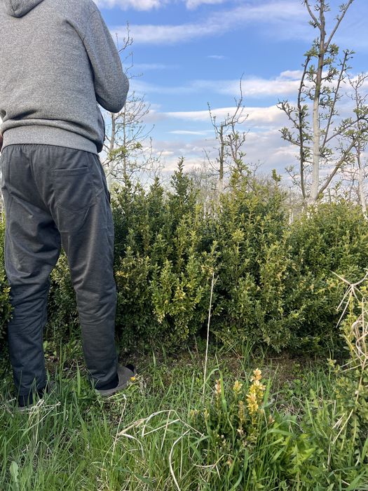 Самшит  бордюрний ,кулі самшит.