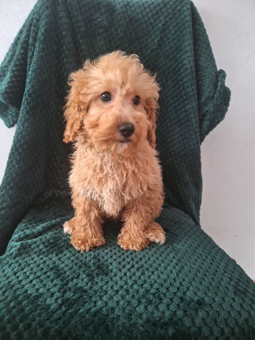 Pudel miniaturowy-chlopczyk